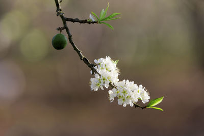 Close-up of cherry blossoms on plant