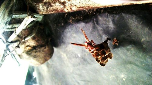 Close-up of bee on water