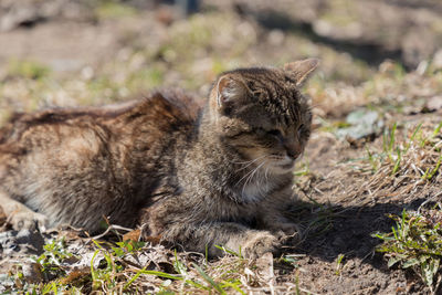 Cat looking away on field