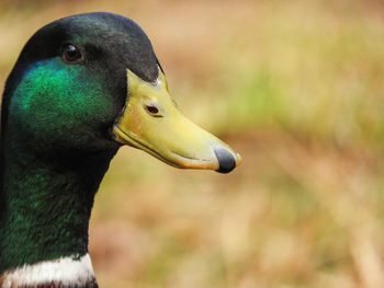 Close-up of a bird