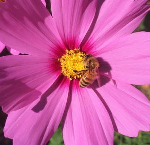 Close-up of honey bee pollinating on flower