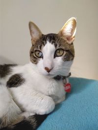 Close-up portrait of cat at home