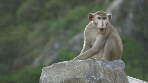 Portrait of monkey sitting on rock