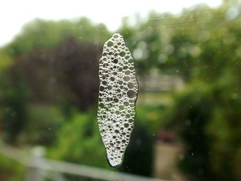 Close-up of plant against blurred background