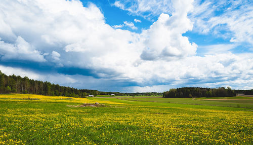 Scenic view of agricultural field against sky