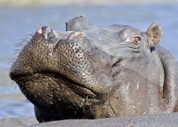 Close-up of animal head in sea