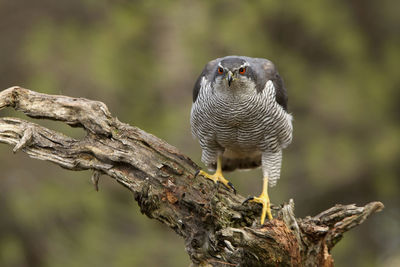 Close-up of owl perching on tree