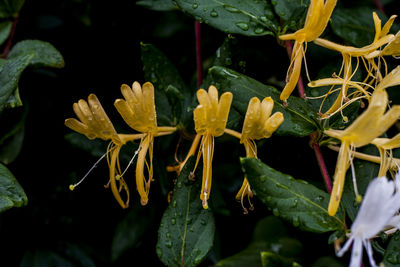 Close-up of plants