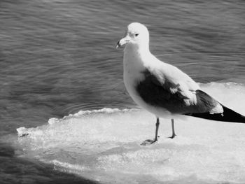 Seagull perching on a sea