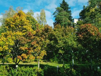 Low angle view of flowering trees against sky during autumn