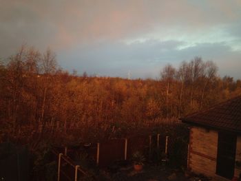 Trees on field against cloudy sky