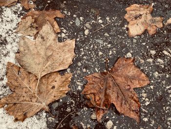 High angle view of dry maple leaves on field