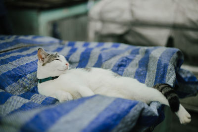 Close-up of cat lying on bed