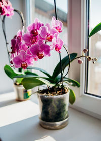 Pink flower and leaves of the phalaenopsis orchid in a flower pot on the windowsill in the house.
