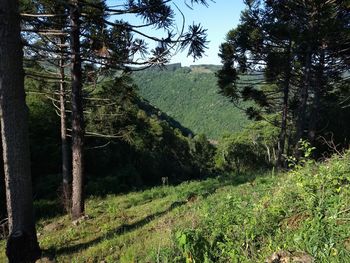 Scenic view of forest