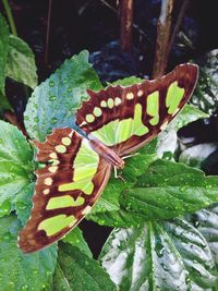 Close-up of insect on leaf