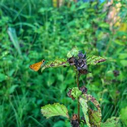 Close-up of butterfly on flower