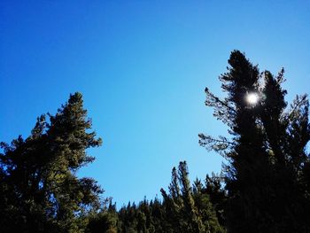 Low angle view of trees against clear blue sky