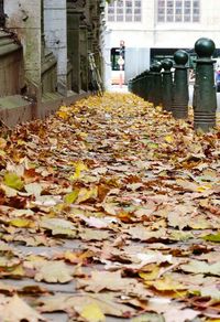 Autumn leaves fallen on road