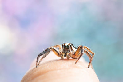 Close-up of spider on human finger