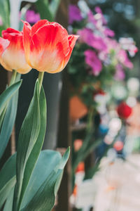 Close-up of flower blooming outdoors