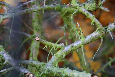 Close-up of plant against blurred background