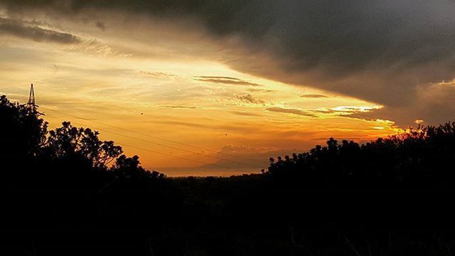 SILHOUETTE OF TREES AT SUNSET