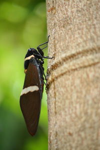 Close-up of butterfly on tree trunk