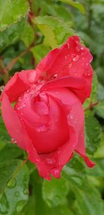 Close-up of wet red rose