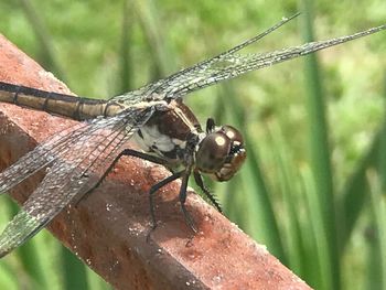 Close-up of dragonfly on plant