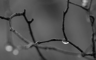 Close-up of few drops on twigs