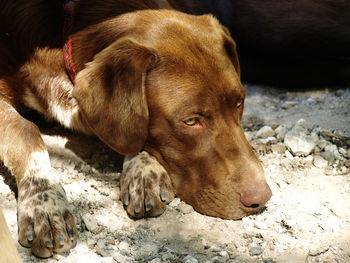 Close-up of dog relaxing outdoors