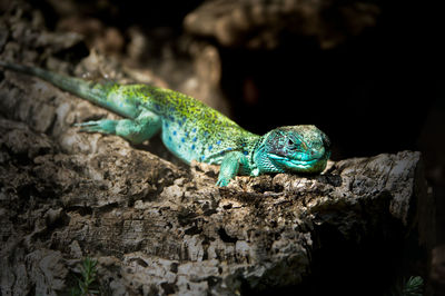 Close-up of lizard on rock