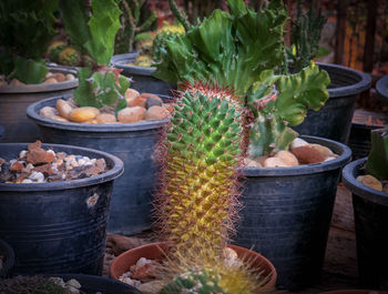 Close-up of potted plants