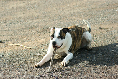 Dog lying on field