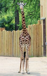 Portrait of giraffe in zoo