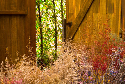 Close-up of abandoned house