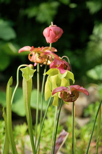 plant