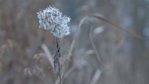 frost
