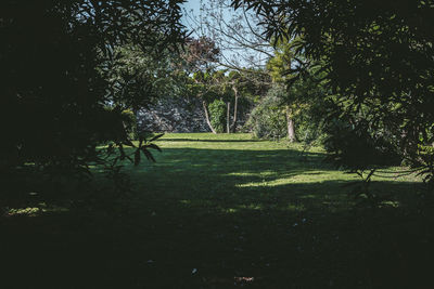 Shadow of trees on field