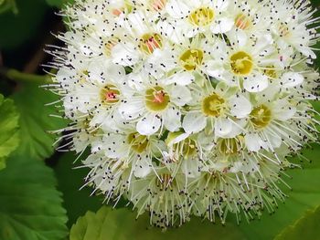 Close-up of fresh white flowers blooming outdoors