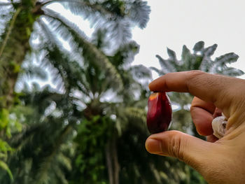 Close-up of hand holding nut against palm trees