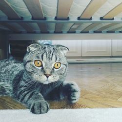 Portrait of scottish fold under bed