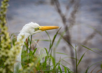Close-up of white bird