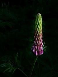 Close-up of purple flowering plant