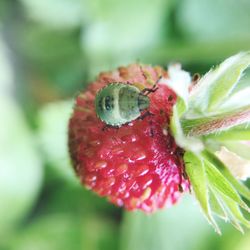 Close-up of green bug on strawberry outdoors