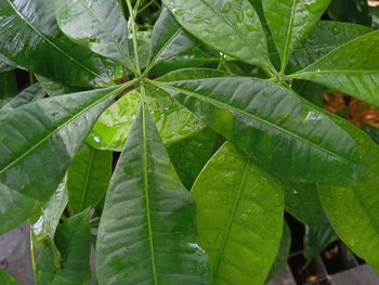 Close-up of wet plant leaves