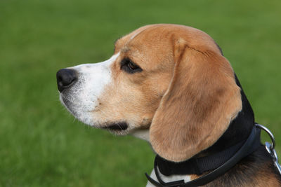 Close-up of dog outdoors