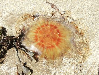 Close-up of jellyfish in sea