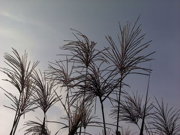 Low angle view of plants against clear sky